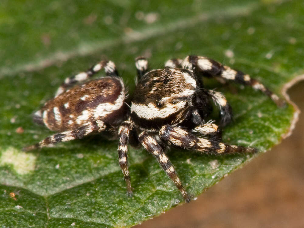 Image of Peppered Jumper