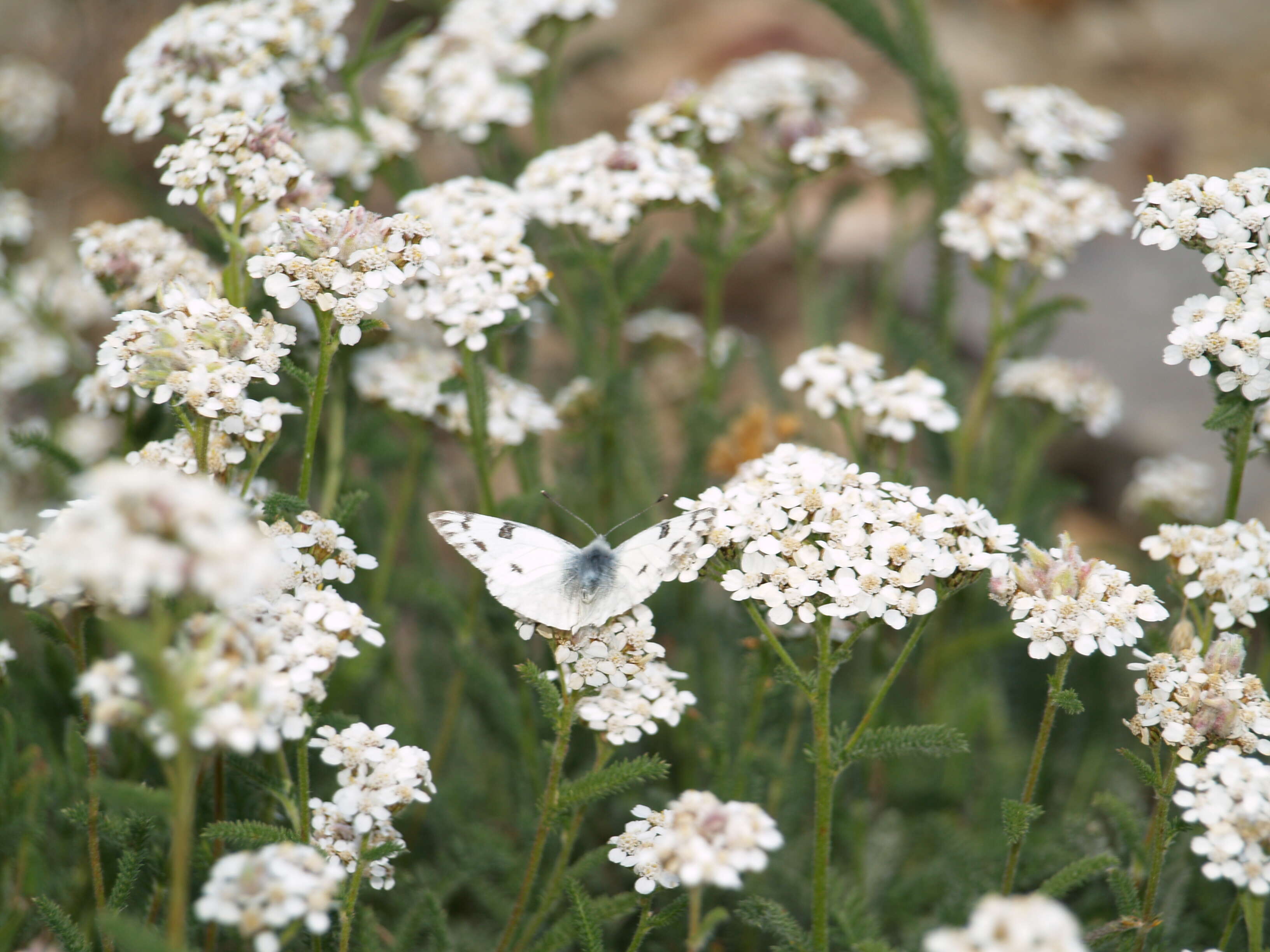 صورة Pontia occidentalis (Reakirt 1866)