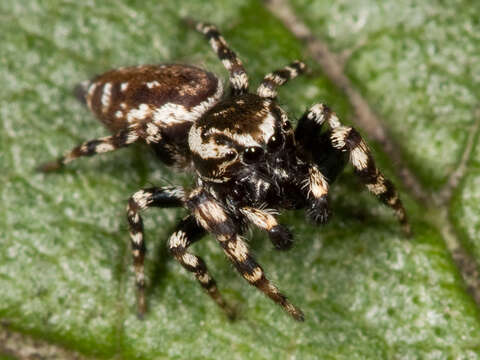 Image of Peppered Jumper