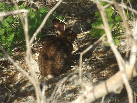 Image of Sylvilagus graysoni graysoni (J. A. Allen 1877)