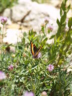 Image of Milbert's Tortoiseshell