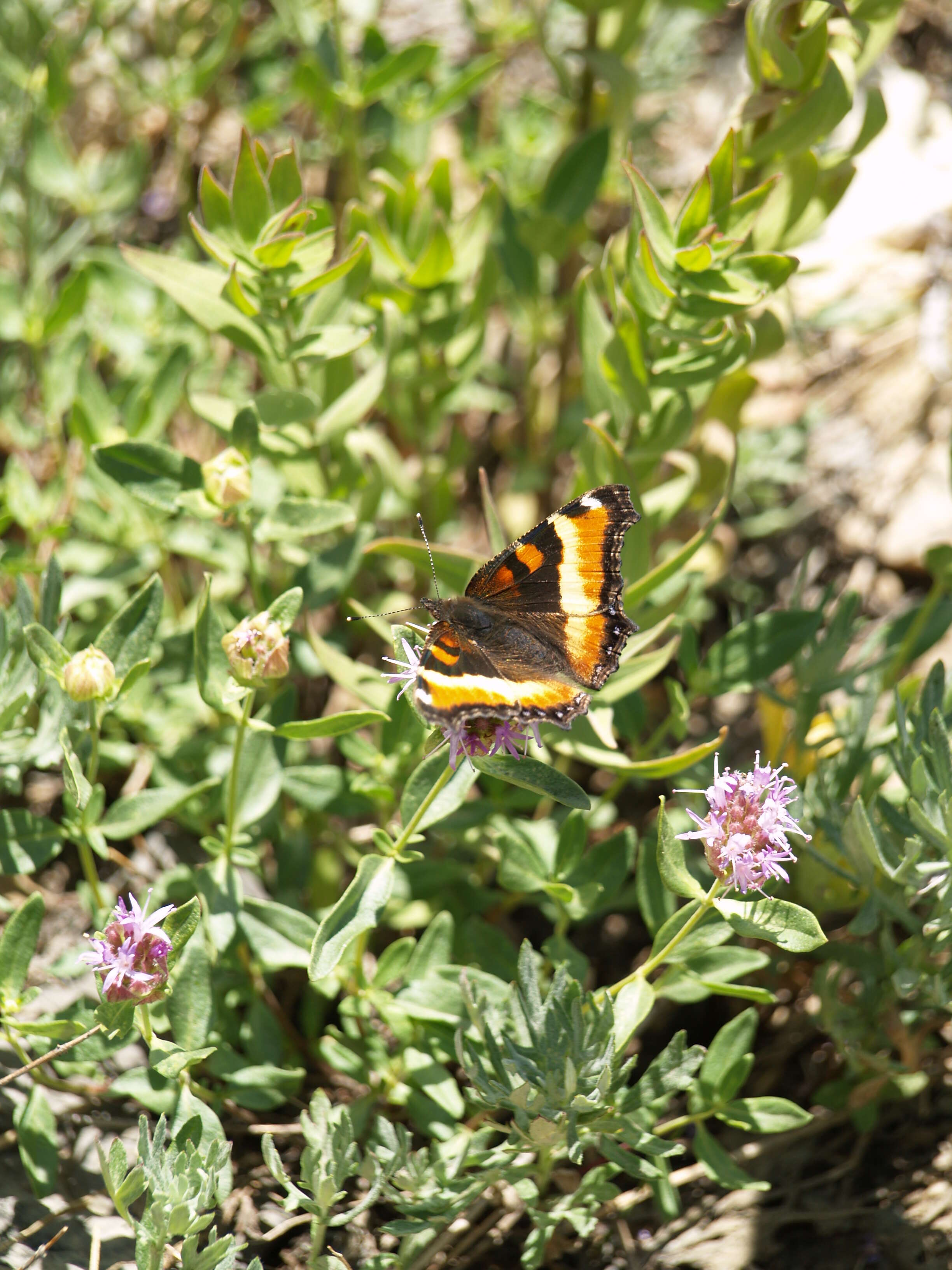 Image of Milbert's Tortoiseshell