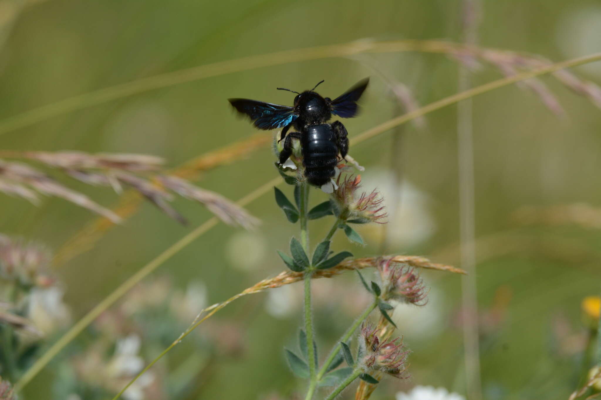 Imagem de Xylocopa violacea (Linnaeus 1758)