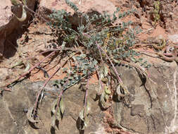 صورة Astragalus amphioxys A. Gray