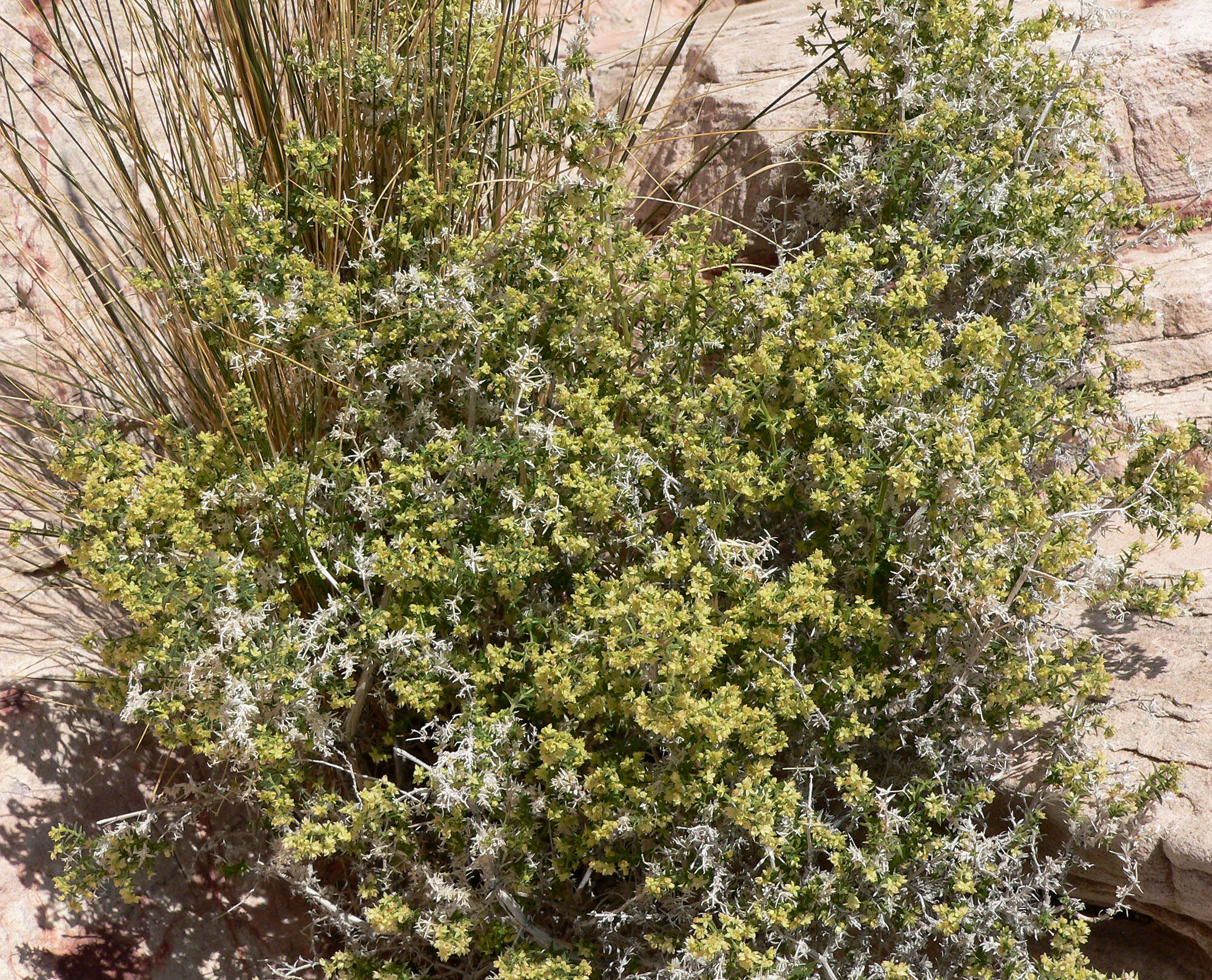 Image of starry bedstraw