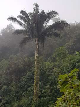 Image of Ceroxylon ventricosum Burret