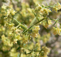 Image of starry bedstraw