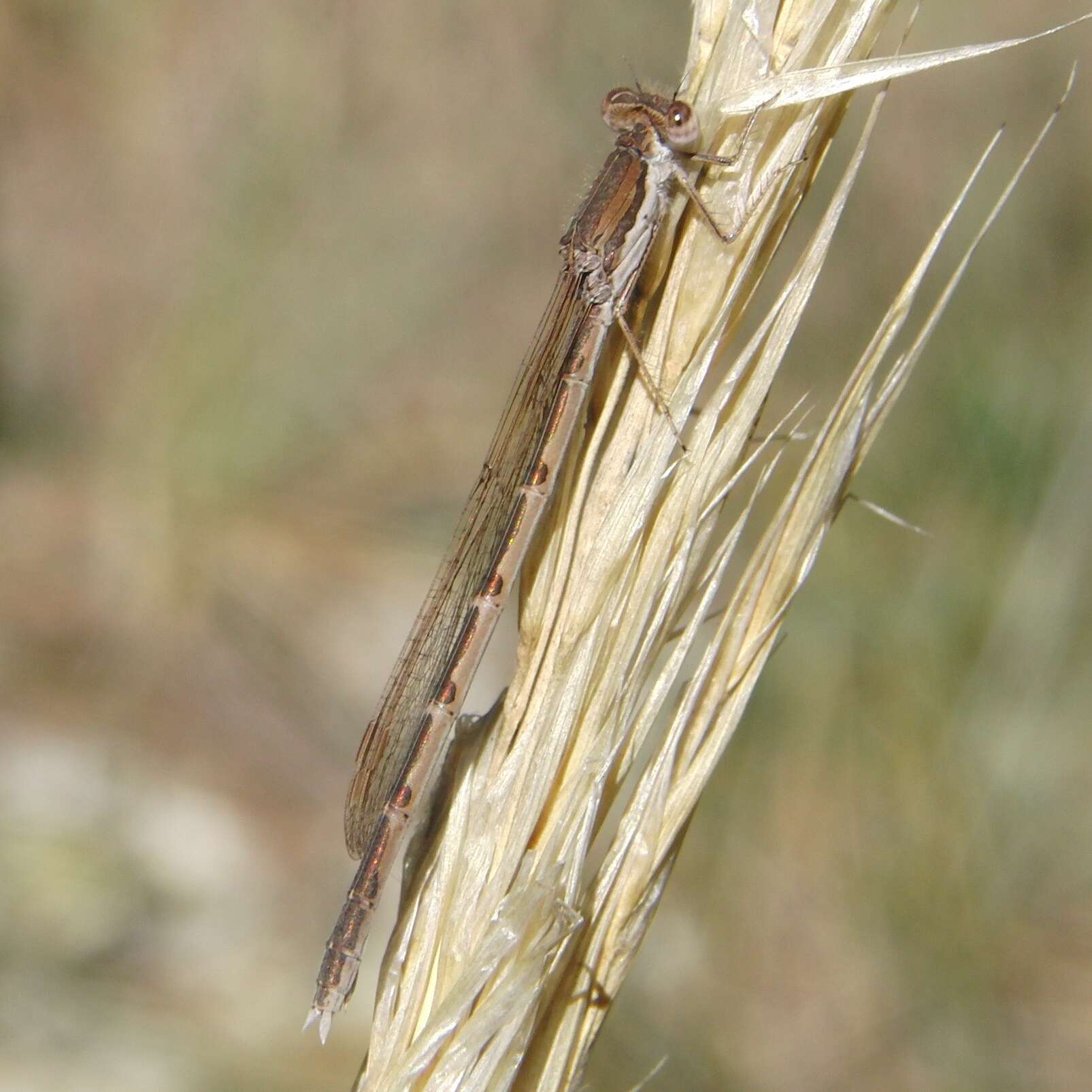 Image of Common Winter Damsel