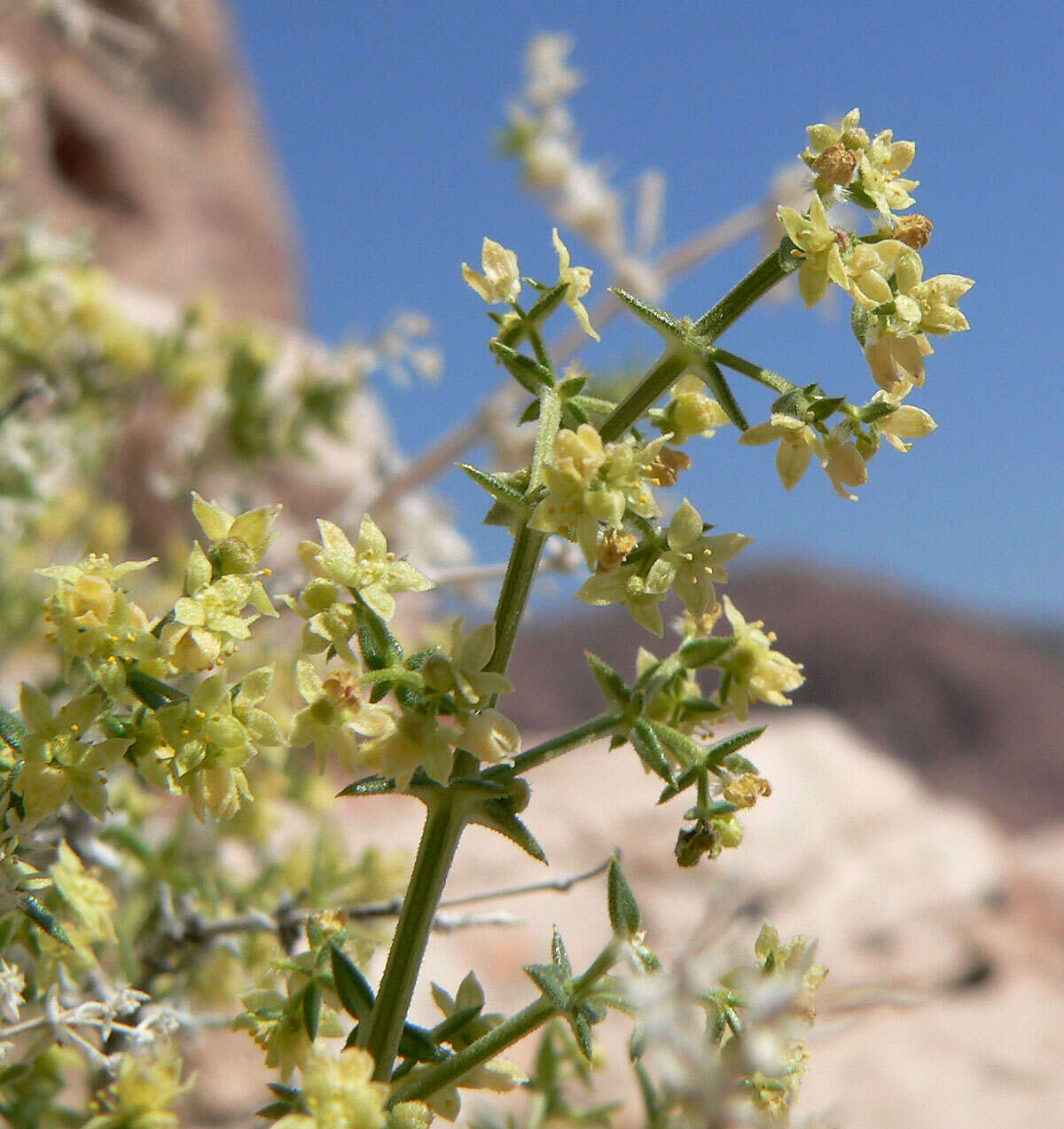 Image of starry bedstraw