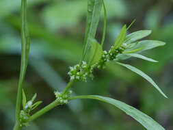 Imagem de Rumex rossicus Murb.