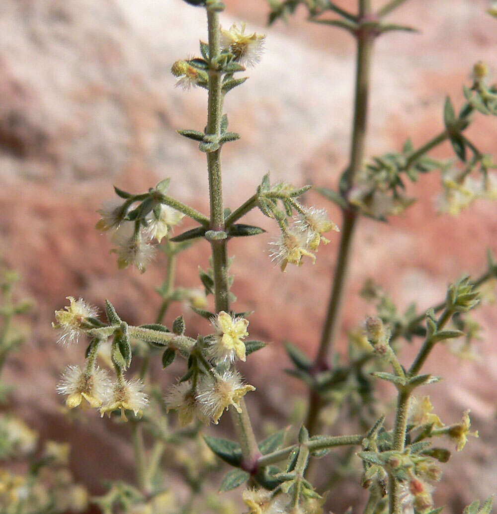 Image of starry bedstraw