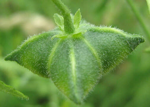 Image of Plukenetia africana Sond.