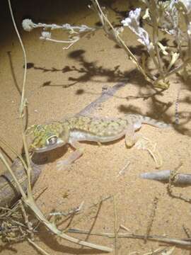 Image of Anderson's Short-fingered Gecko