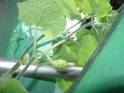 Image of African horned cucumber