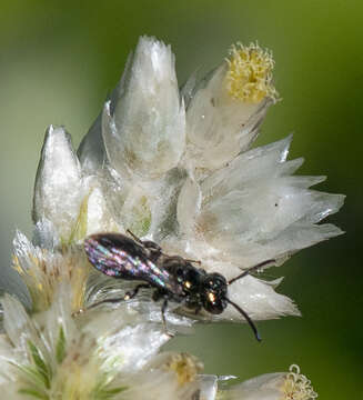 Image of Prickly Ceratina