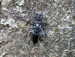 Image of capricorn beetle