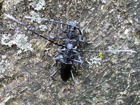 Image of capricorn beetle