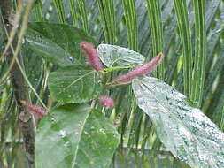 Imagem de Acalypha hispida Burm. fil.