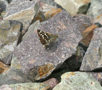 Image of Pyrgus maculatus Bremer & Grey 1853