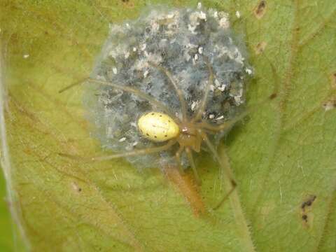 Image of Enoplognatha ovata (Clerck 1757)