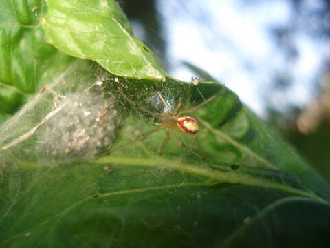 Image of Enoplognatha ovata (Clerck 1757)