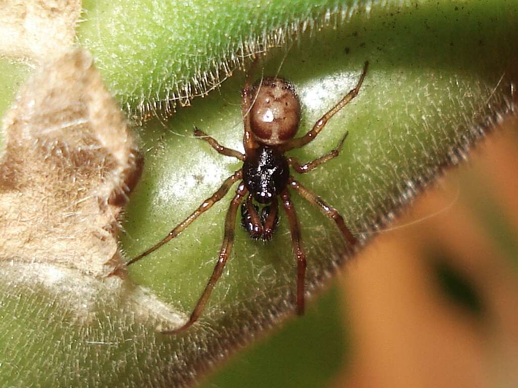 Image of False widow