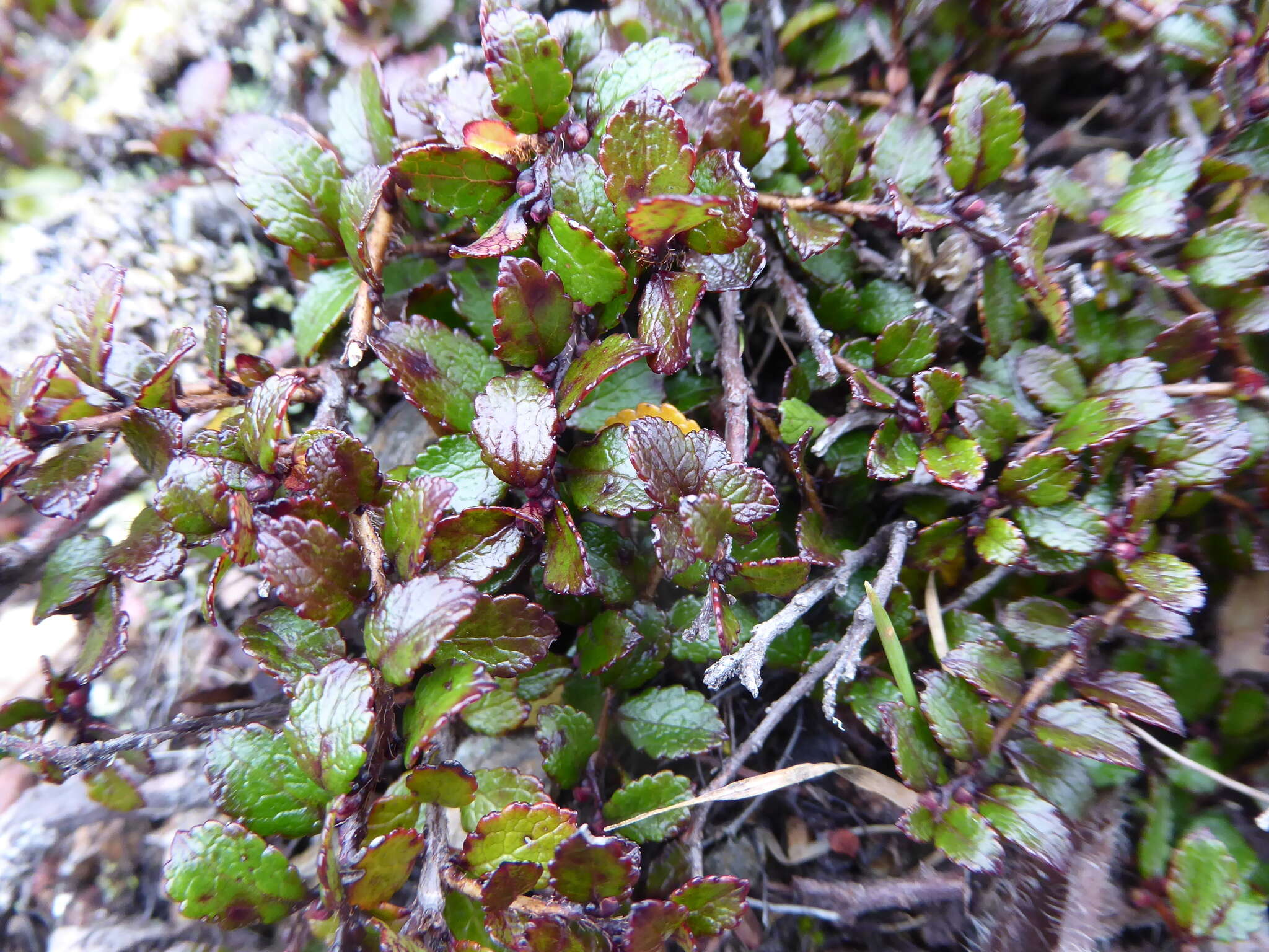 Image of Gaultheria depressa Hook. fil.