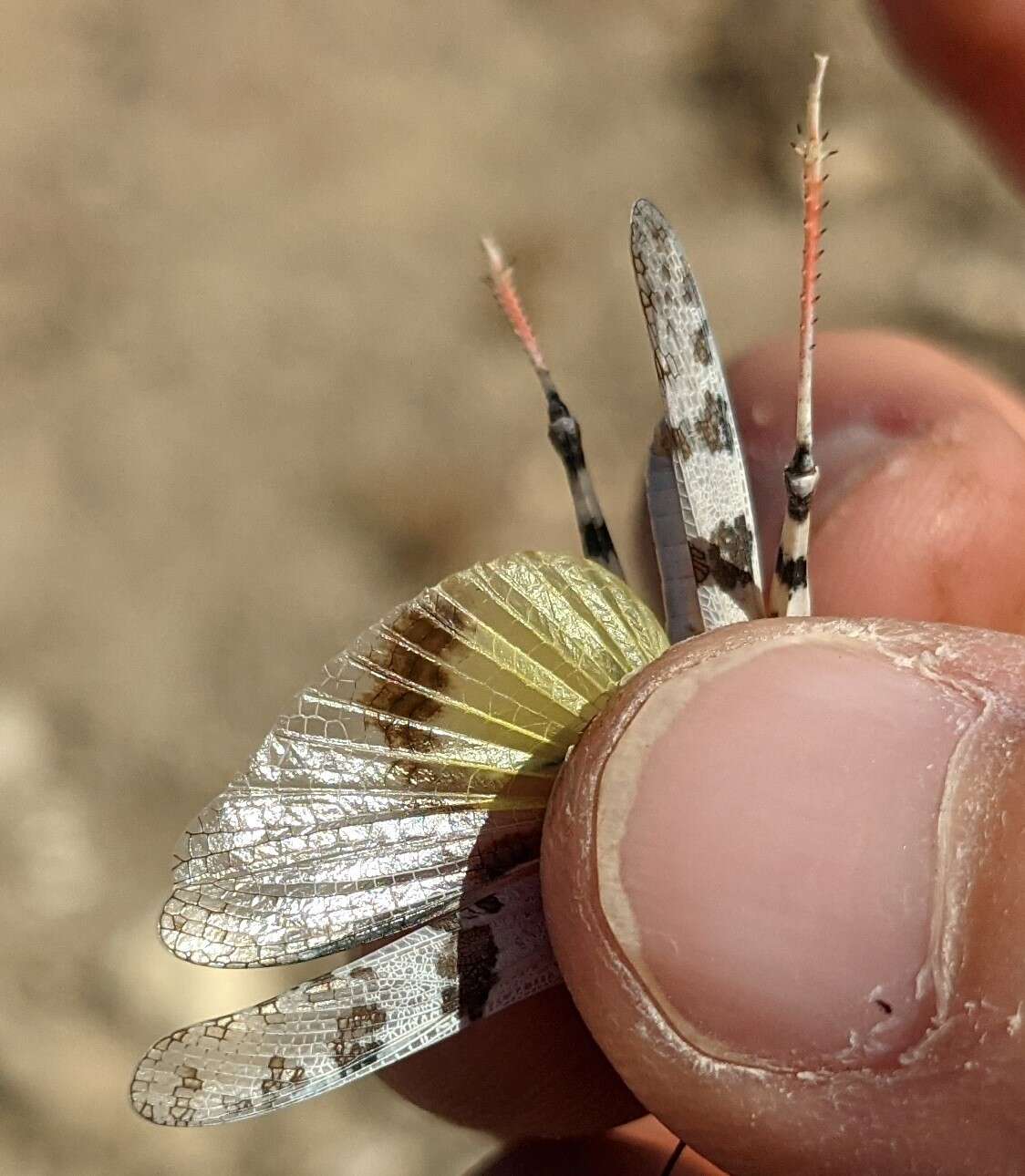 Trimerotropis titusi Caudell 1905 resmi