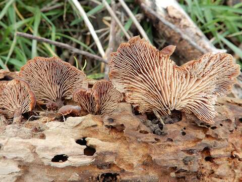 Image of Lentinellus subargillaceus (Kauffman) R. H. Petersen 2004