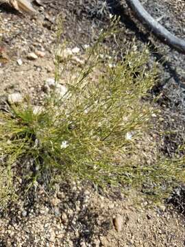 Image of Fendler's sandwort