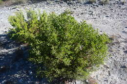 Image of pointleaf manzanita