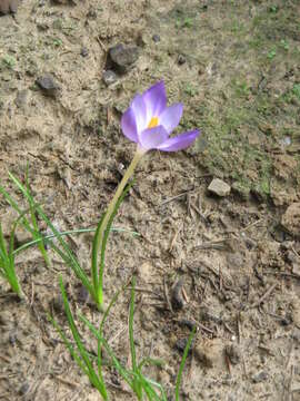 Image de Crocus goulimyi Turrill