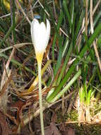 Image of Crocus ochroleucus Boiss. & Gaill.