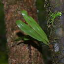 Plancia ëd Elaphoglossum vieillardii (Mett.) Moore