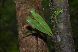 Слика од Elaphoglossum vieillardii (Mett.) Moore