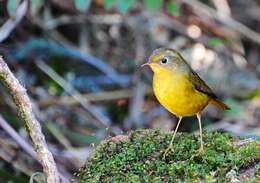 Image of Golden Bush Robin