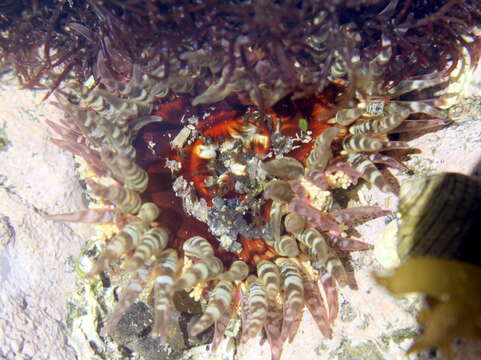 Image of Sand anemone