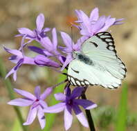 Tulbaghia violacea subsp. violacea resmi