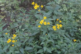 Image of Jerusalem artichoke