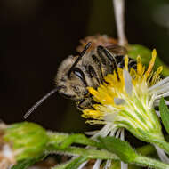 Image of Colletes compactus compactus Cresson 1868