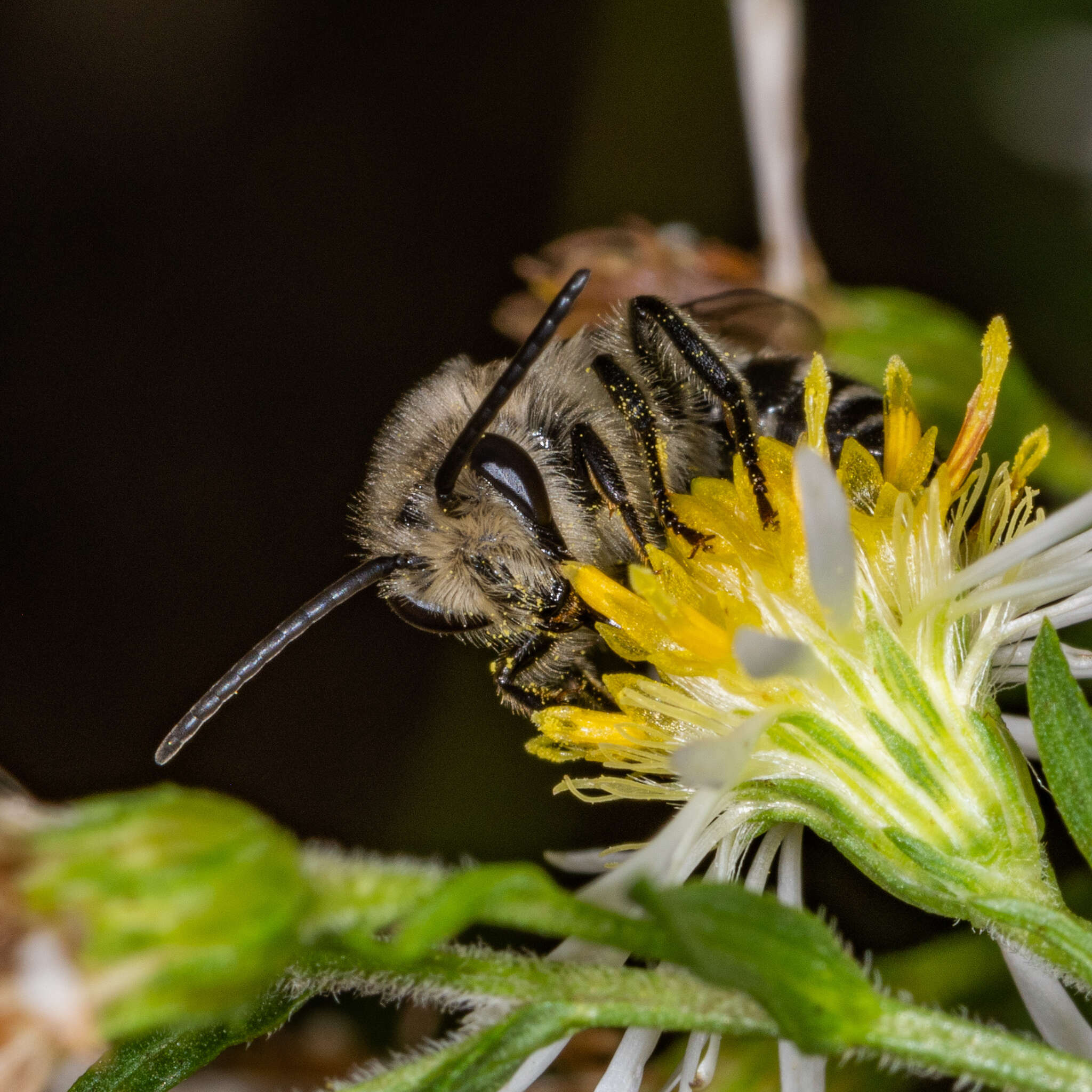 Image of Colletes compactus compactus Cresson 1868