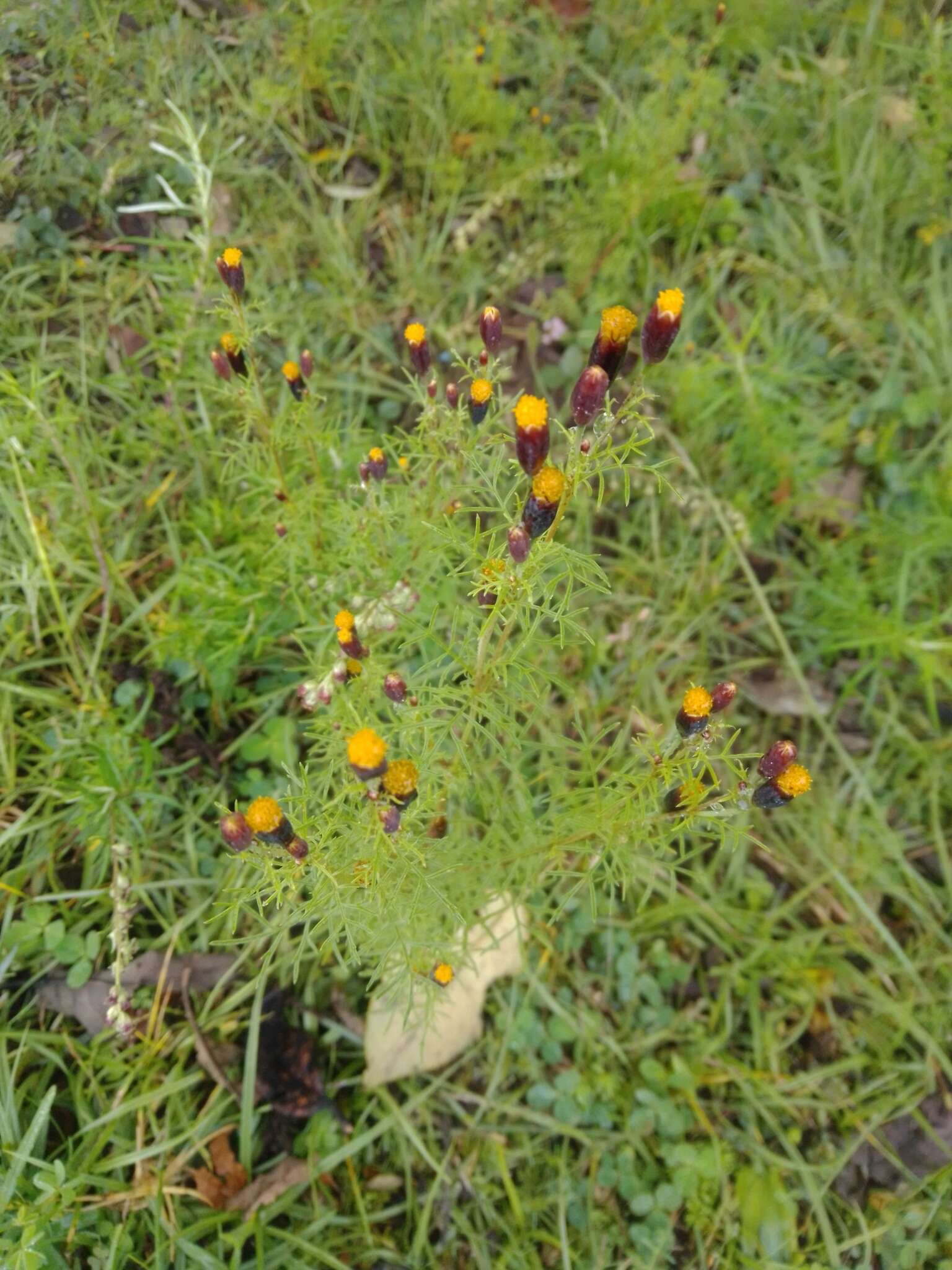 Image of Tagetes coronopifolia Willd.