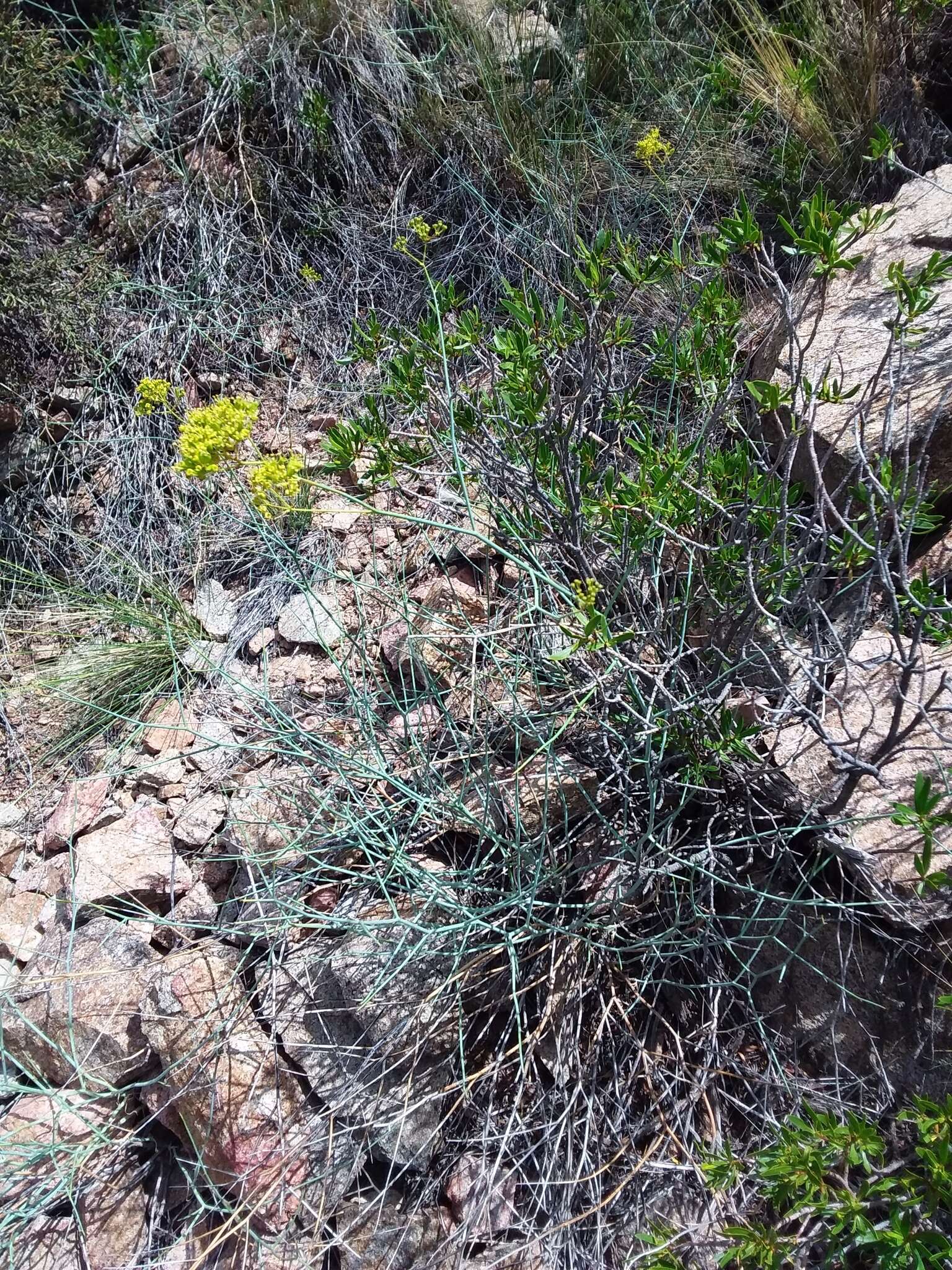 Image of Gymnophyton polycephalum (Gillies & Hook.) Clos