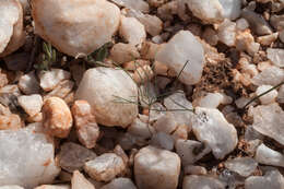 Image of Drimia intricata (Baker) J. C. Manning & Goldblatt