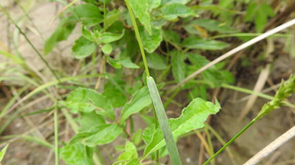 Plancia ëd Sacciolepis indica (L.) Chase