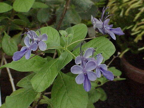 Image of Blue cat's whiskers