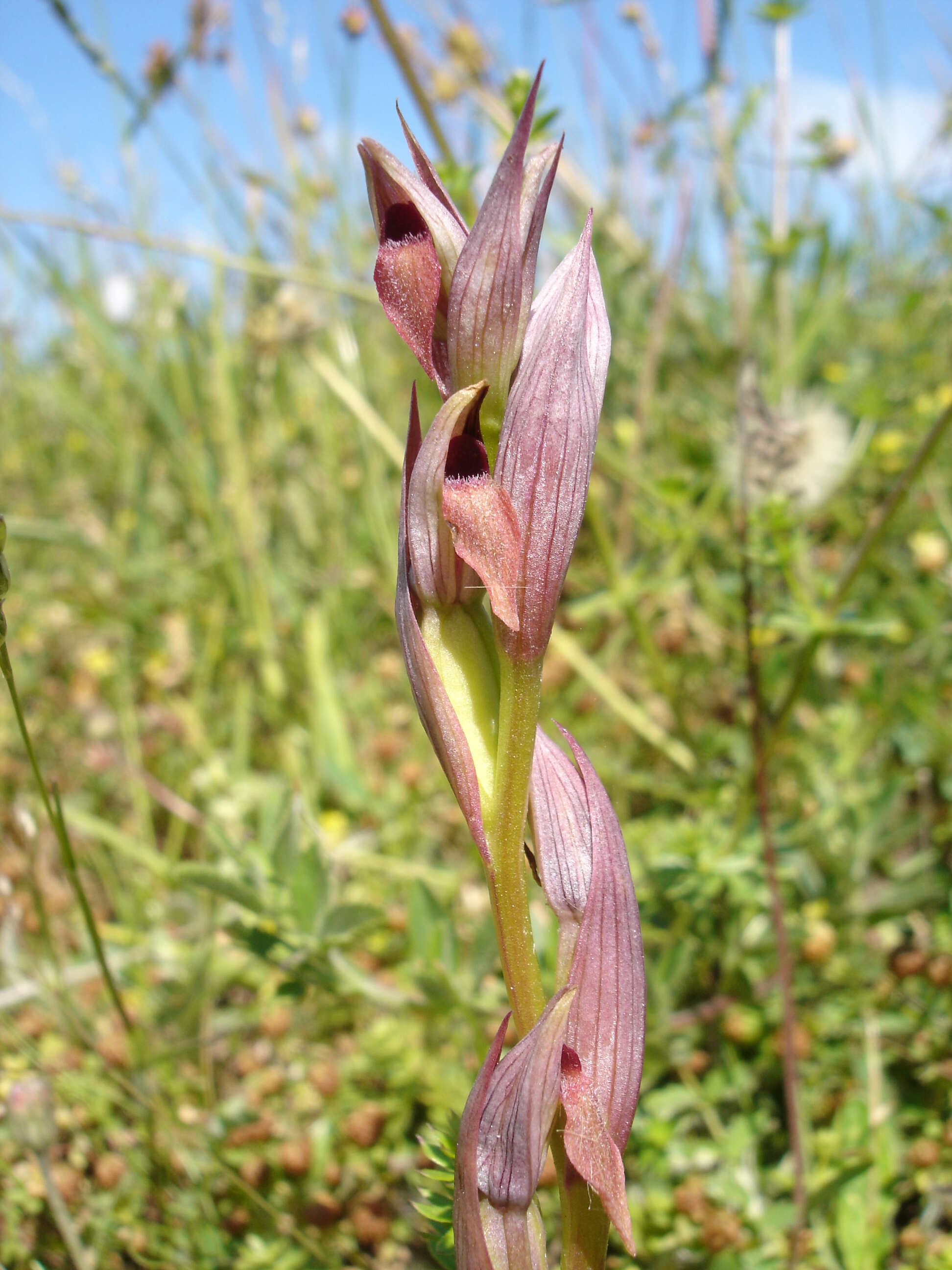 Image of Small-flowered serapias