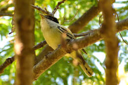 Image of Gray-collared Becard