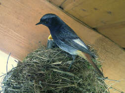 Image of Black Redstart