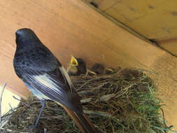 Image of Black Redstart